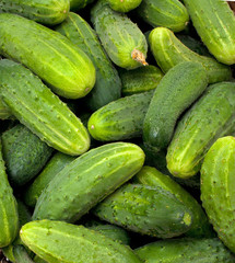 fresh cucumbers