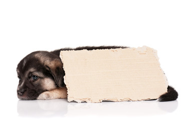 Puppy with paper