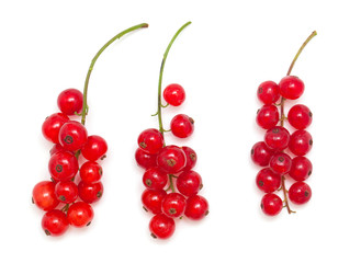red currant