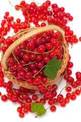 red currant in a basket