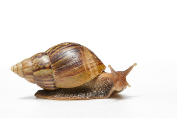 Snail