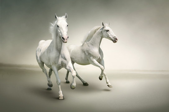 White horses © PureSolution