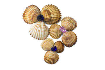 Seashells, isolated on white with clipping path