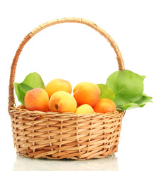ripe apricots with green leaves in basket isolated on white