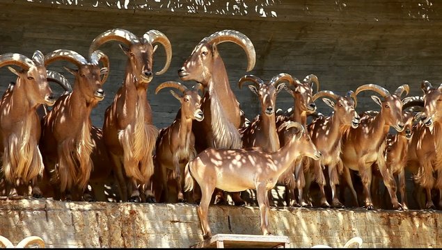 Barbary Sheep grazing on grass - Ammotragus lervia. Madrid Zoo