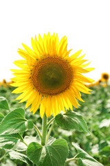 Fototapeta premium Sunflower field