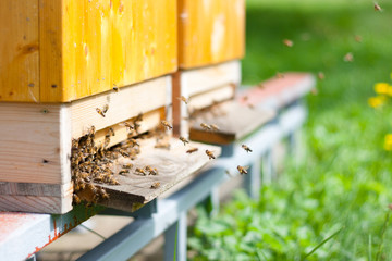 Fototapeta premium Honey bees swarming and flying around their beehive