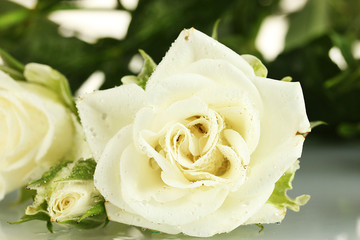 Beautiful white roses on white background close-up