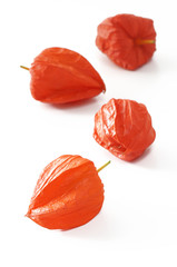 Physalis