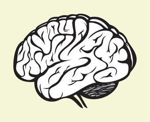 human brain - 43826432