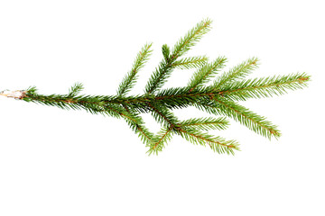 green fir-tree branch on  white
