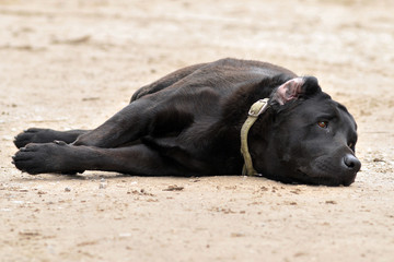 labrador