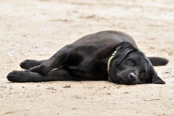 labrador