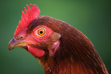 Head of hen on a natural background.