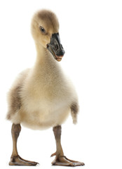 Goose isolated