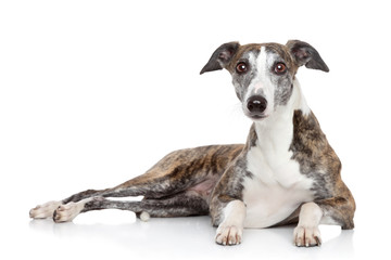 Whippet lying on a white background