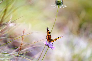 Orange, brown and golden butterfly on a purpe plant in the field