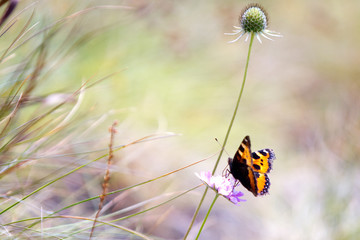 Orange, brown and golden butterfly on a purpe plant in the field