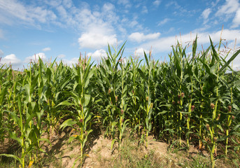 Corn growing on a field in summer