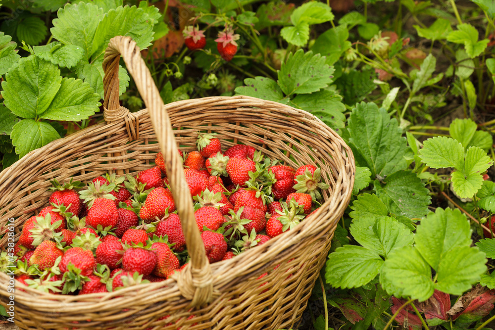 Sticker Strawberries in a basket