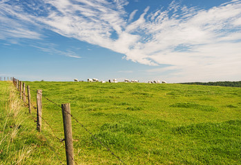 Rural landscape in summer