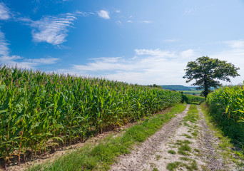 Fototapeta na wymiar Kukurydza rośnie na polu latem