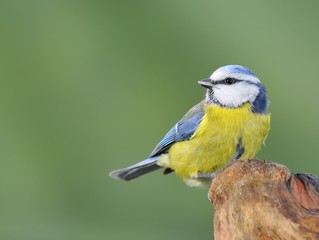 Blue tit.