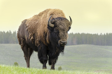 bisonte nello Parc national de Yellowstone dans le Wyoming