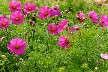 Obraz premium Cosmea