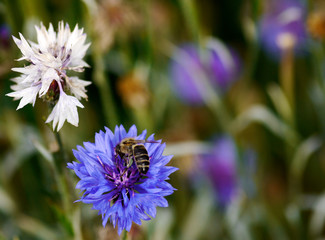 Biene auf Kornblume