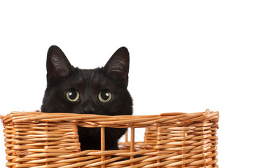 Fototapeta na wymiar Czarny Kot