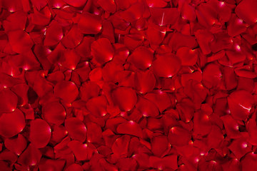 Background of red rose petals