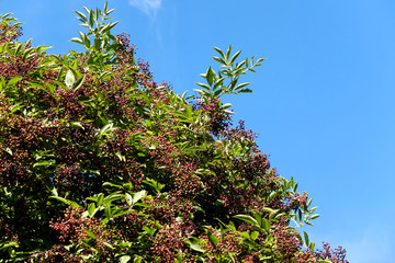 Holunderbeeren