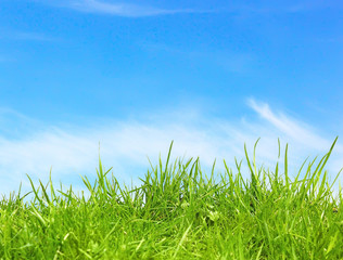 Fototapeta premium Grass