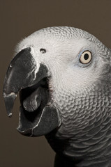 gray parrot portrait