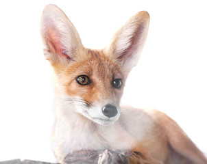 Obraz premium red fox isolated on white