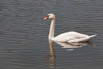 white swan in the water