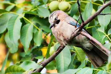 Blue Jay ( Garrulus glandarius ) closeup on a walnut tree branch