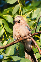 Blue Jay ( Garrulus glandarius ) closeup on a walnut tree branch