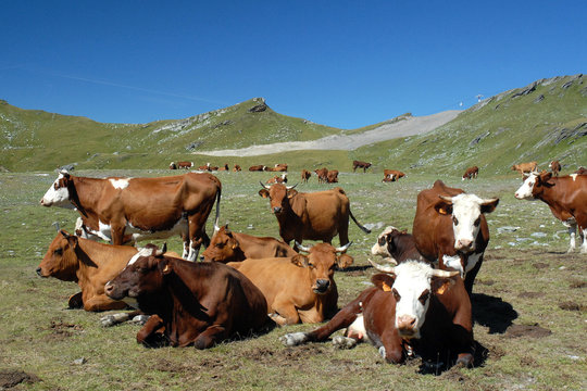 Vaches Abondance et Tarine