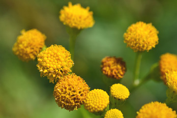 Flowers of the Dune Kruiskruid or Jacobaea Vulgaris.