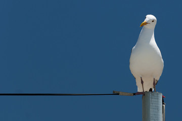 Seagull sitting on power supply line and is looking curious - Powered by Adobe
