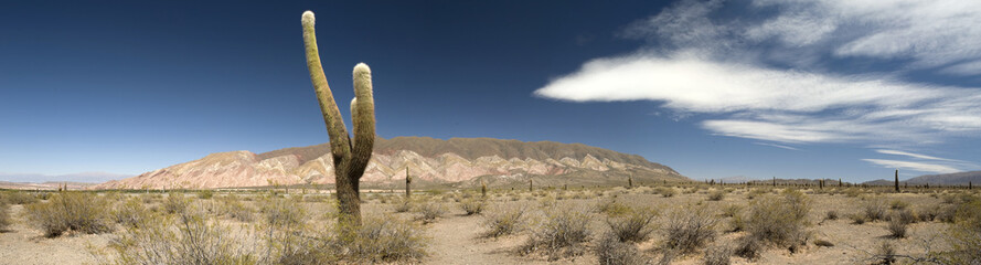 Desert cacti, Argentina - obrazy, fototapety, plakaty