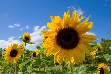 Obraz premium Sonnenblumen