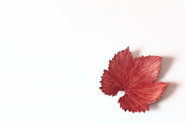 hoja de oto&ntilde;o