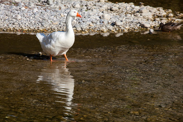 White goose