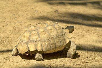 Tortuga de espuela
