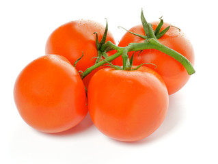 Four Fresh Tomatoes