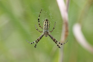 Wespenspinne (Argiope bruennichi)