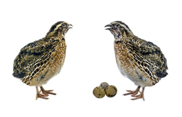Quails with eggs  isolated on white background